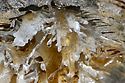 Helictites - main link