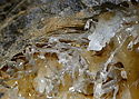 Helictites - main link
