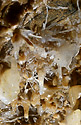 Helictites - main link