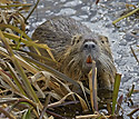 Nutrie - hlavn odkaz