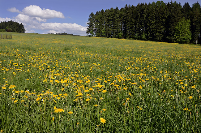 Dandelion meadow - smaller format