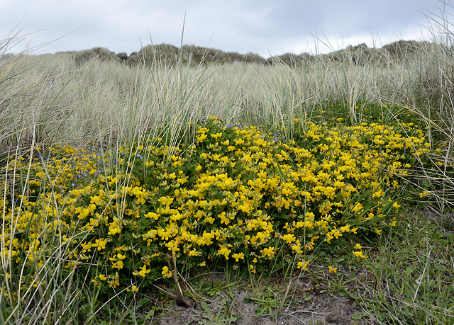 Bird`s-foot trefoil - smaller format