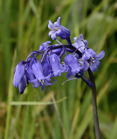 English Bluebell - smaller format