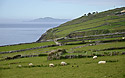 Irish theme - main link