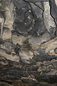 In a beehive hut - main link