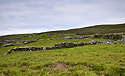 Dry-stone walls - main link
