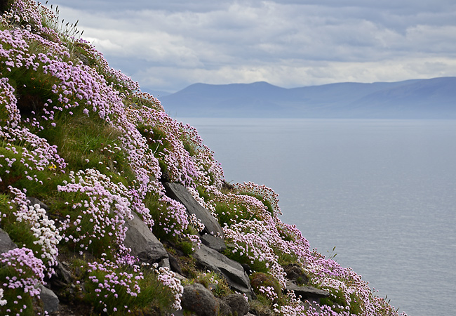 On the cliff - smaller format