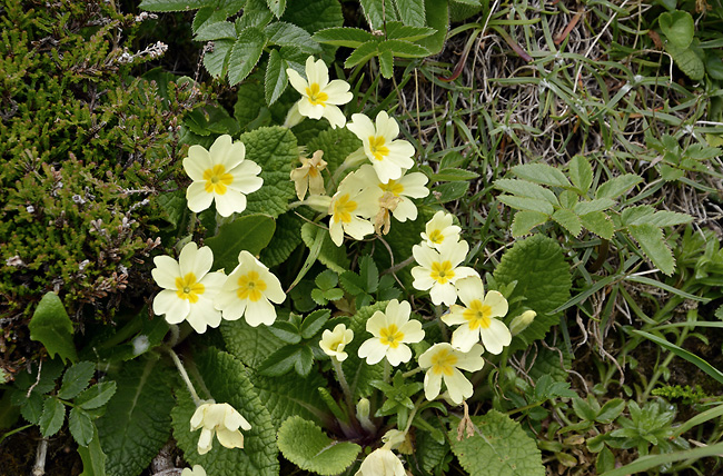 Primulas - smaller format