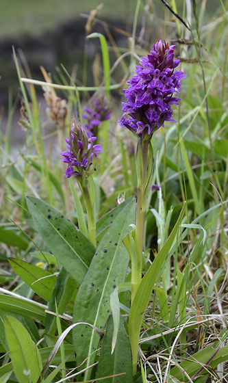 Spotted orchid - smaller format