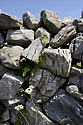 Stone wall - main link