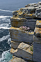 On the cliff - main link