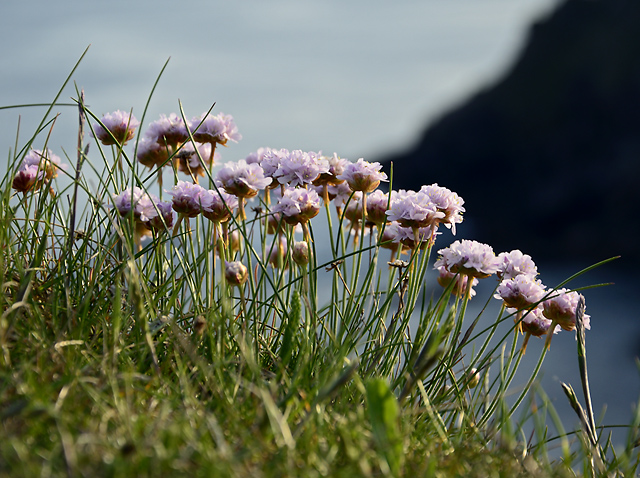 Sea pink - smaller format