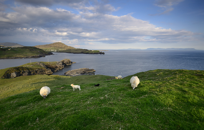 Pasture overlooking sea - smaller format