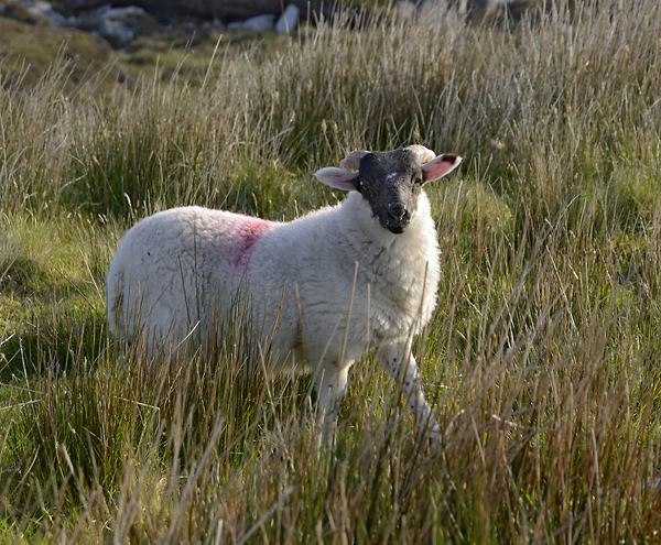 Sheep - smaller format