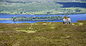 Lough Arrow - hlavn odkaz