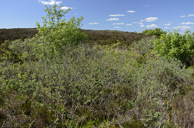 Bush - smaller format
