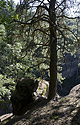 Pines of "Rovers Hills" - main link