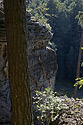 Pines of "Rovers Hills" - main link
