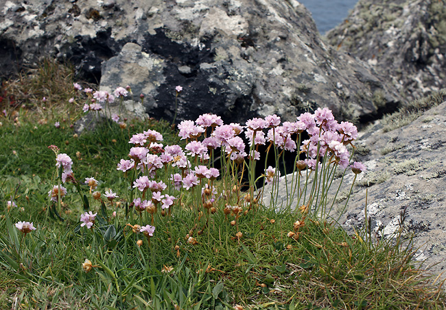Sea pink - smaller format