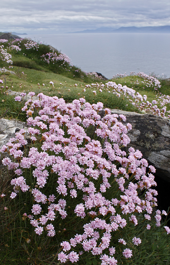 Sea pink - larger format