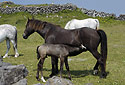 Foal - main link