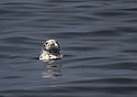 Seal - main link