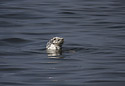Seal - main link
