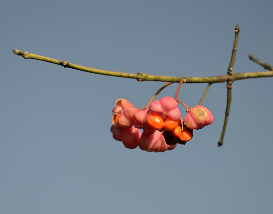 Fruits of the Spindle tree - smaller format