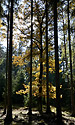 Autumn in wood - main link