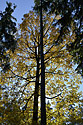 Autumn in wood - main link
