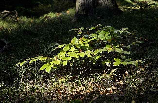 Autumn in wood - smaller format