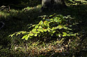 Autumn in wood - main link