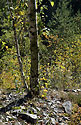 In an old quarry - main link