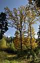 Autumn in wood - main link