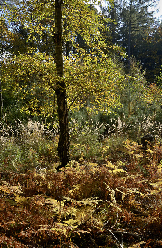 V podzimním lese - větší formát