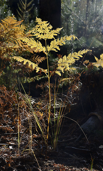 Autumn in wood - smaller format