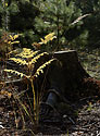 Autumn in wood - main link