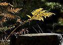 Autumn in wood - main link
