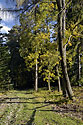 Autumn in wood - main link