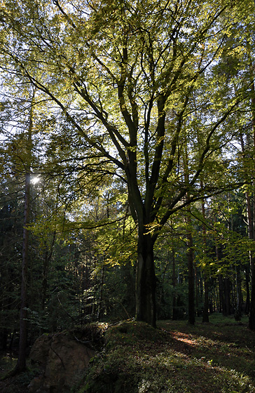 V podzimním lese - menší formát