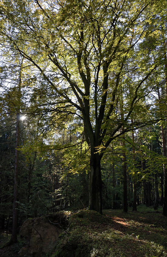 V podzimním lese - větší formát