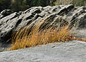 Grass - main link