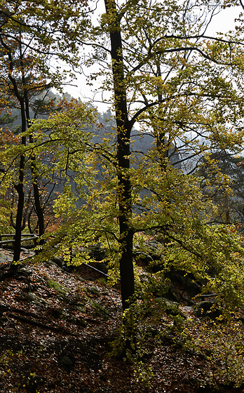 Branches - smaller format
