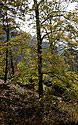 Branches - main link
