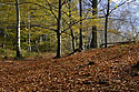 Autumn colors - main link