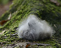 Fur coat - main link