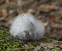 Fur coat - main link