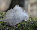 Fur coat - main link