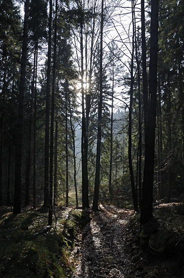 Backlight - smaller format
