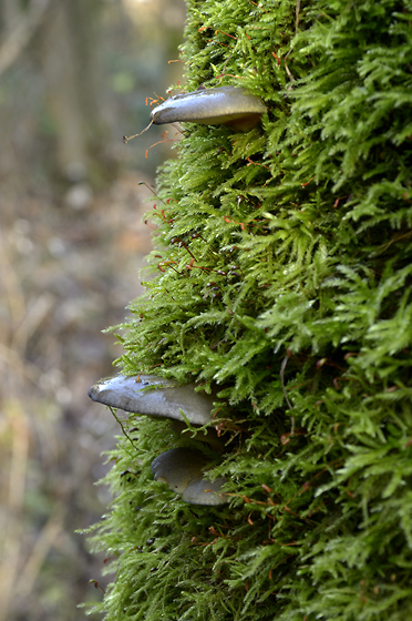 View into the moss - smaller format